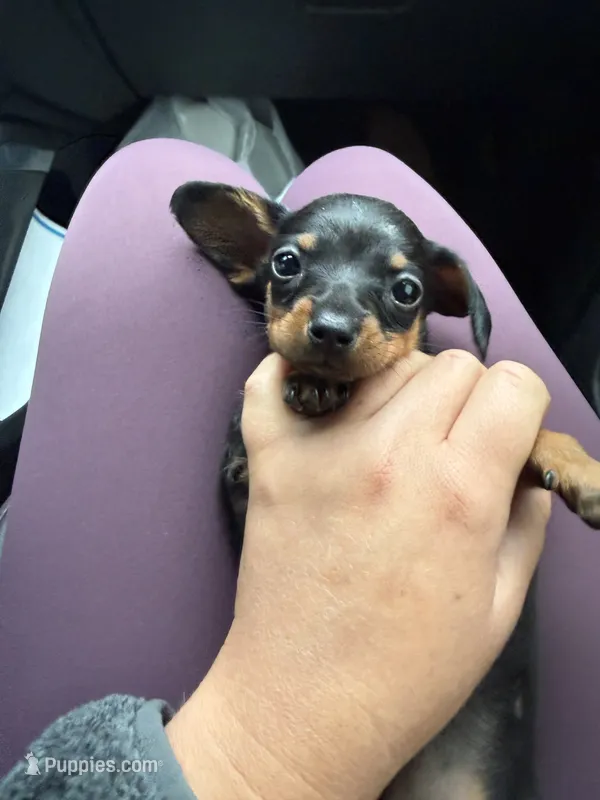 Lilly – Miniature Dachshund puppy for sale in Farmland, IN