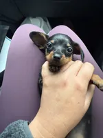 Lilly, a female Miniature Dachshund for sale in Farmland, IN – 1 of 8