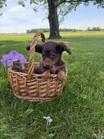 Pickles, a male Miniature Dachshund for sale in Farmland, IN – 2 of 8