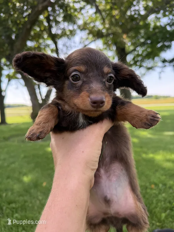 Pickles – Miniature Dachshund puppy for sale in Farmland, IN