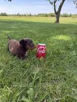 Pickles, a male Miniature Dachshund for sale in Farmland, IN – 4 of 8