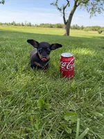 Lilly, a female Miniature Dachshund for sale in Farmland, IN – 7 of 8