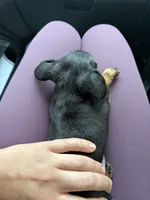 Lilly, a female Miniature Dachshund for sale in Farmland, IN – 6 of 8