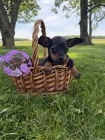 Lilly, a female Miniature Dachshund for sale in Farmland, IN – 8 of 8