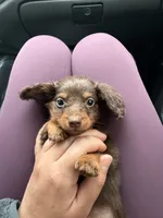 Pickles, a male Miniature Dachshund for sale in Farmland, IN – 7 of 8