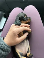 Lilly, a female Miniature Dachshund for sale in Farmland, IN – 2 of 8