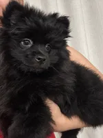 Bear, a male Pomeranian for sale in Las Vegas, NV – 2 of 2