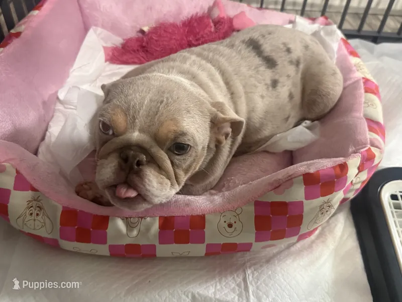 Minnie – English Bulldog puppy for sale in Las Vegas, NV