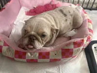 Minnie, a female English Bulldog for sale in Las Vegas, NV – 1 of 1