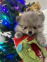 Jay, a male Pomeranian for sale in Las Vegas, NV – Photo 1 of 3