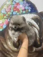 Jay, a male Pomeranian for sale in Las Vegas, NV – Photo 3 of 3