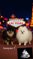 Jay, a male Pomeranian for sale in Las Vegas, NV – Photo 2 of 3
