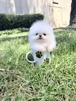 Snowcone, a male Pomeranian for sale in Las Vegas, NV – 2 of 3
