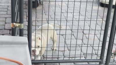 Nami, a female American Bully for sale in Las Vegas, NV – 2 of 2