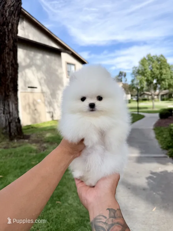 icicle – Pomeranian puppy for sale in Las Vegas, NV
