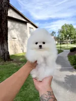 icicle, a male Pomeranian for sale in Las Vegas, NV – 1 of 1