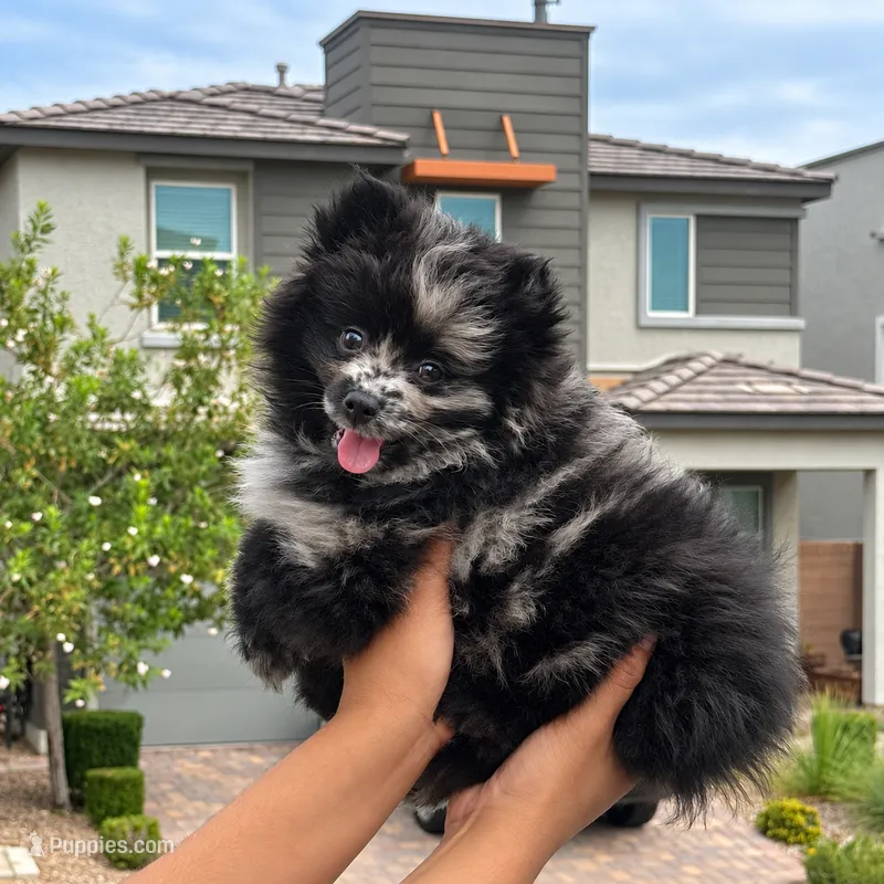 Oreo – Pomeranian puppy for sale in Las Vegas, NV