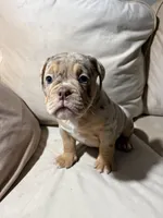 Zoey, a female American Bully for sale in Las Vegas, NV – Photo 2 of 4