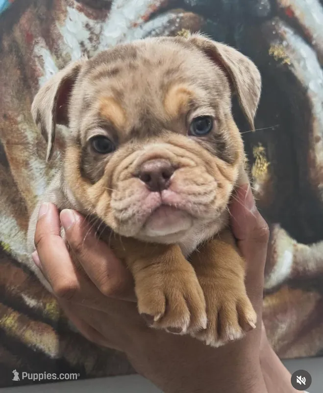 Zoey, a female American Bully for sale in Las Vegas, NV – Photo 1 of 4