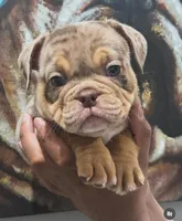 Zoey, a female American Bully for sale in Las Vegas, NV – Photo 1 of 4