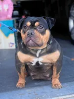 Zoey, a female American Bully for sale in Las Vegas, NV – Photo 3 of 4