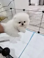 Snowcone, a male Pomeranian for sale in Las Vegas, NV – 3 of 3