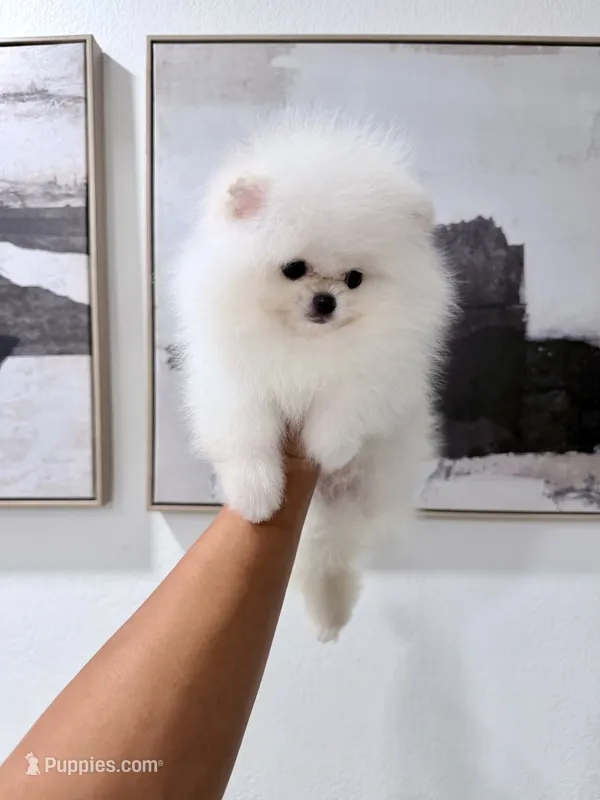 Tripod – Pomeranian puppy for sale in Las Vegas, NV