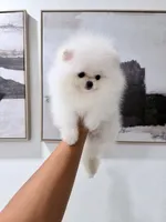 Tripod, a male Pomeranian for sale in Las Vegas, NV – 1 of 4