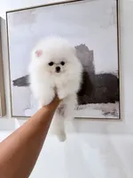 Tripod, a male Pomeranian for sale in Las Vegas, NV – 2 of 4
