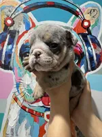 Big Mac, a male English Bulldog for sale in Las Vegas, NV – Photo 1 of 2