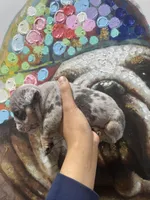 Big Mac, a male English Bulldog for sale in Las Vegas, NV – Photo 2 of 2