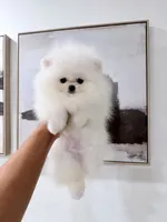 Tripod, a male Pomeranian for sale in Las Vegas, NV – 4 of 4