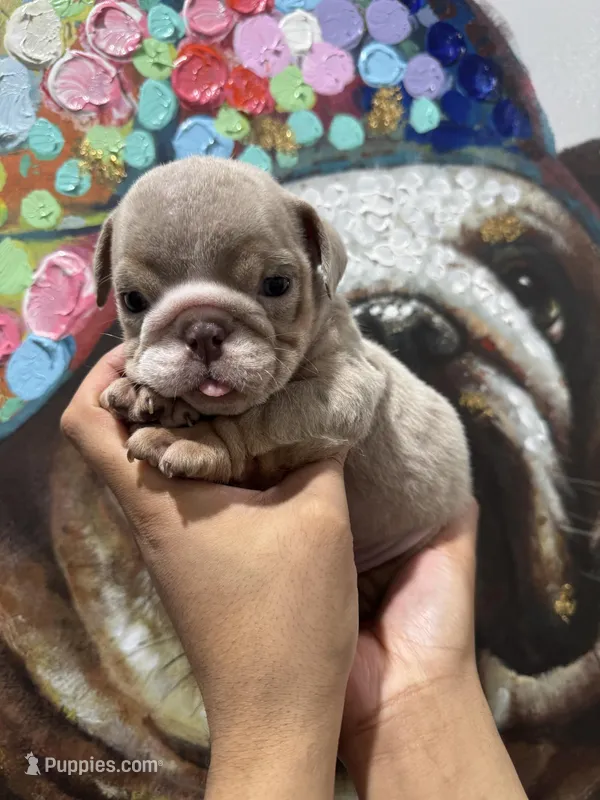 Peaches , a female English Bulldog for sale in Las Vegas, NV – Photo 1 of 1