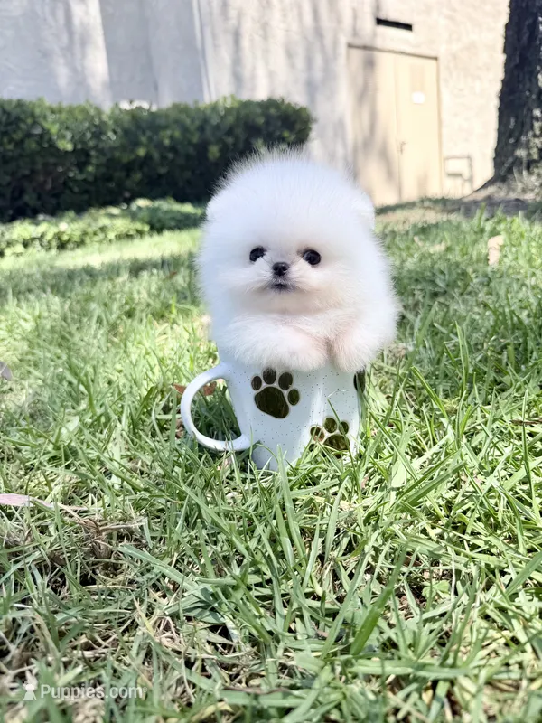 Snowcone – Pomeranian puppy for sale in Las Vegas, NV