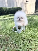Snowcone, a male Pomeranian for sale in Las Vegas, NV – 1 of 3