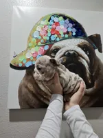 Blueberry, a female English Bulldog for sale in Las Vegas, NV – Photo 2 of 2