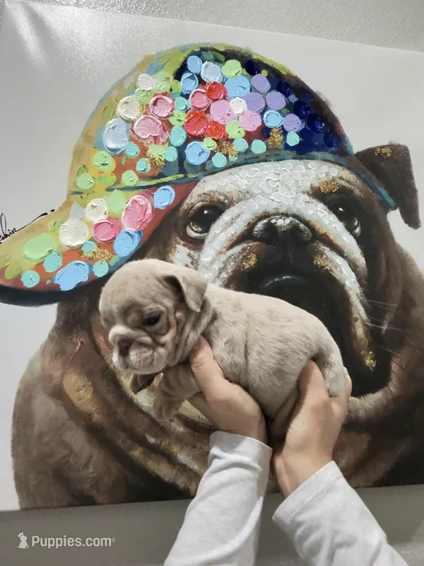 Blueberry, a female English Bulldog for sale in Las Vegas, NV – Photo 1 of 2