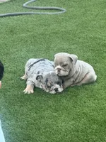 Strawberry, a female English Bulldog for sale in Las Vegas, NV – Photo 6 of 6