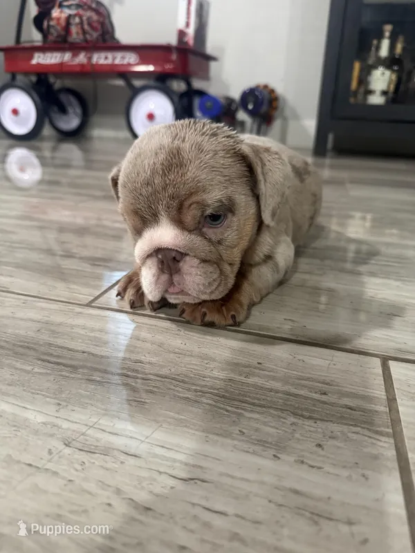Strawberry – English Bulldog puppy for sale in Las Vegas, NV