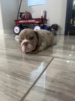 Strawberry, a female English Bulldog for sale in Las Vegas, NV – Photo 2 of 6