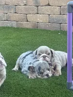 Strawberry, a female English Bulldog for sale in Las Vegas, NV – Photo 3 of 6