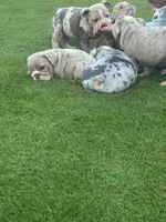 Strawberry, a female English Bulldog for sale in Las Vegas, NV – Photo 4 of 6