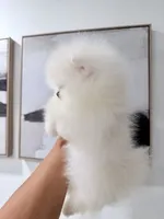 Tripod, a male Pomeranian for sale in Las Vegas, NV – 3 of 4