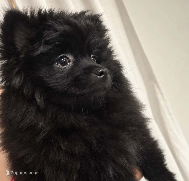 Bear – Pomeranian puppy for sale in Las Vegas, NV