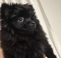 Bear, a male Pomeranian for sale in Las Vegas, NV – 1 of 2