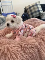 Star, a female Maltipom for sale in Mira Loma, CA – 2 of 2