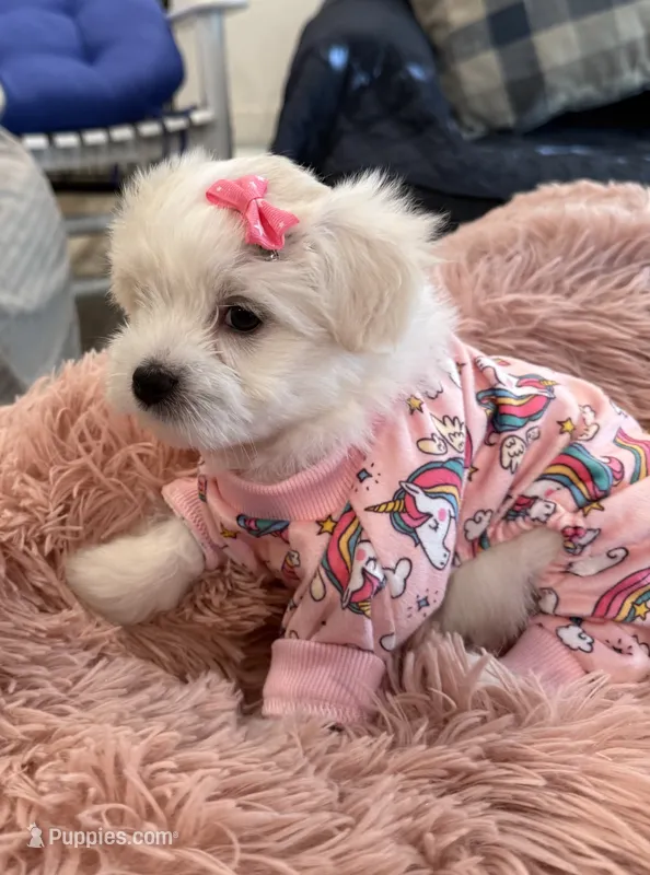 Star – Maltipom puppy for sale in Mira Loma, CA