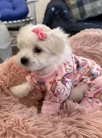 Star, a female Maltipom for sale in Mira Loma, CA – 1 of 2
