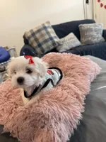 Sparkle , a female Maltipom for sale in Mira Loma, CA – 2 of 2