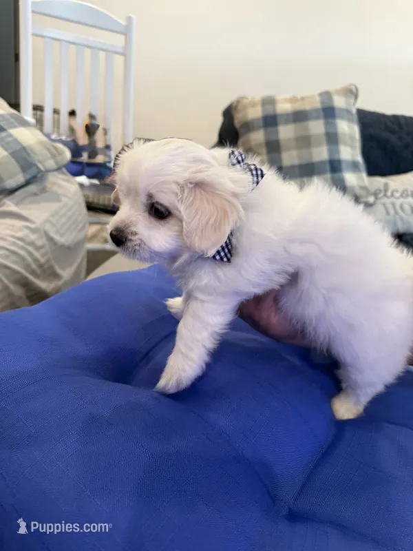 Uncle Sam – Maltipom puppy for sale in Mira Loma, CA